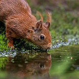 Squirrels